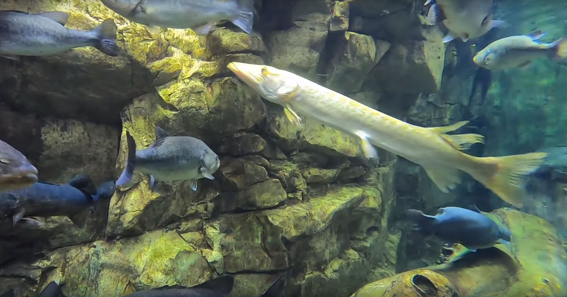 albino-pike.jpg