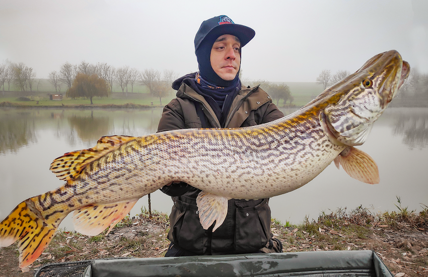 big-northern-pike-country-hungary.webp