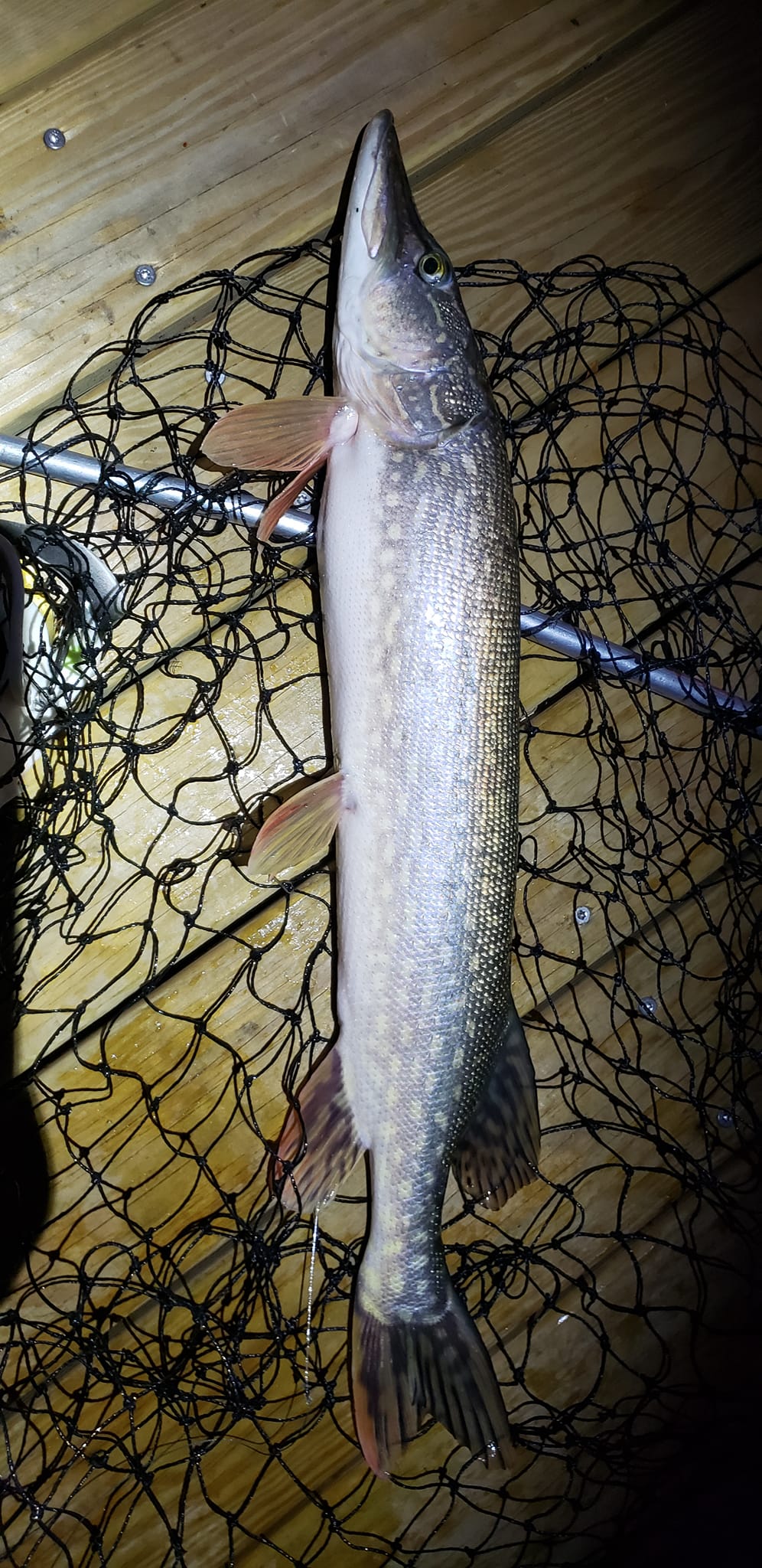 night-fishing-northern-pike.jpg