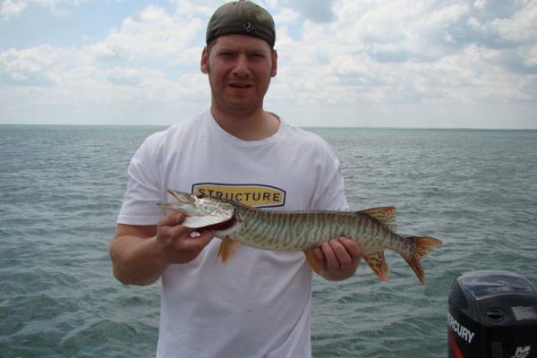 small-tiger-musky-lake-st-clair.jpg