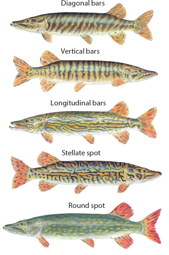 types-of-southern-pike.gif