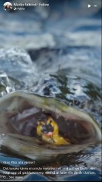 esox-lucius-eating-duck.jpg