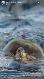 pike-eating-duck.jpg
