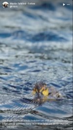 sweden-pike-eating-duck.jpg
