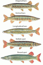 types-of-southern-pike.gif
