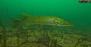 underwater-northern-pike-photo.jpg