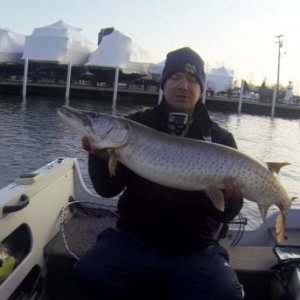 Monster Musky over at Jefferson Beach Marinia Lake St. Clair