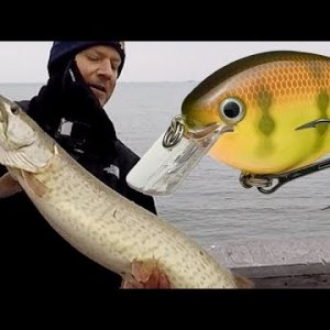 Media 'Big Musky at Lake St. Clair Metropark 16 Mile Road' in category 'Fishing Videos'