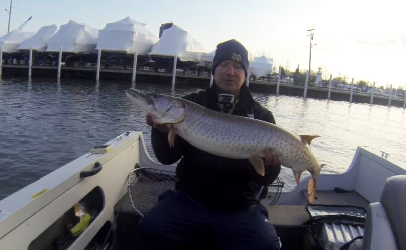 Monster Musky over at Jefferson Beach Marinia Lake St. Clair